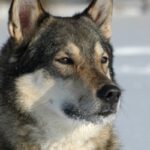 Østsibirsk Laika