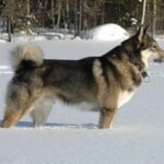 Østsibirsk Laika