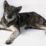 Østsibirsk Laika