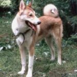 Østsibirsk Laika