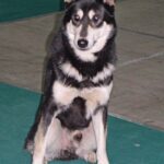 Østsibirsk Laika