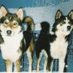 Østsibirsk Laika