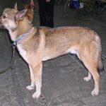 Østsibirsk Laika