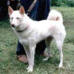 Østsibirsk Laika