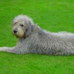 Otterhound