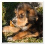Otterhound