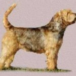 Otterhound