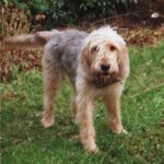 Otterhound