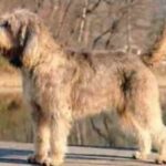 Otterhound