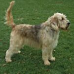 Otterhound
