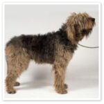 Otterhound