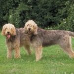 Otterhound