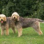 Otterhound