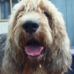 Otterhound