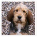 Otterhound