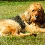Otterhound