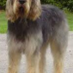Otterhound