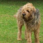 Otterhound