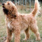 Otterhound