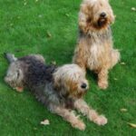 Otterhound