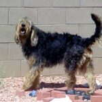 Otterhound