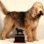 Otterhound