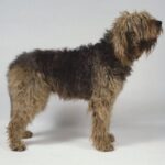 Otterhound
