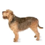 Otterhound