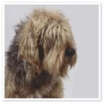 Otterhound