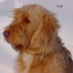 Otterhound