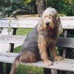 Otterhound