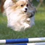 Papillon