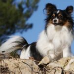 Papillon