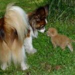 Papillon
