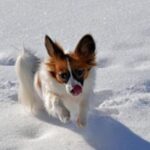 Papillon