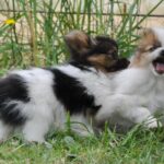 Papillon