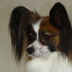 Viki fra Kennel Maritalia