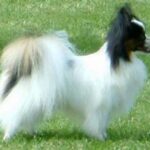 Papillon