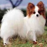 Papillon