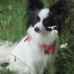 Papillon