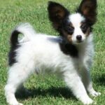 Papillon