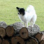 Papillon