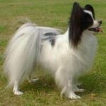 Papillon