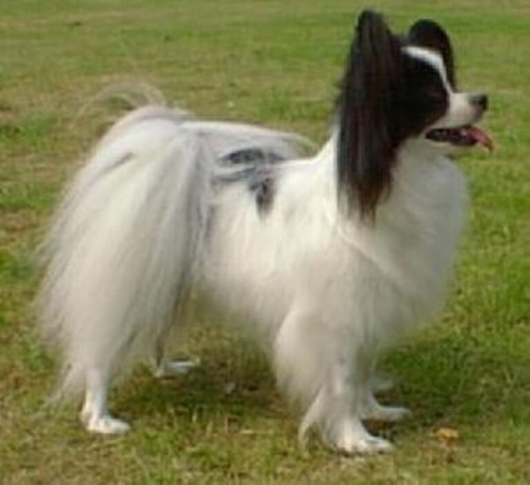 Papillon