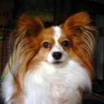 Papillon