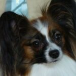 Viki fra Kennel Maritalia