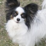 Papillon