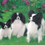 Papillon