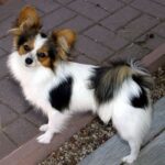 Papillon