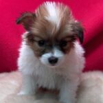 Papillon